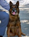 K9 Rao | South Carolina Highway Patrol, South Carolina